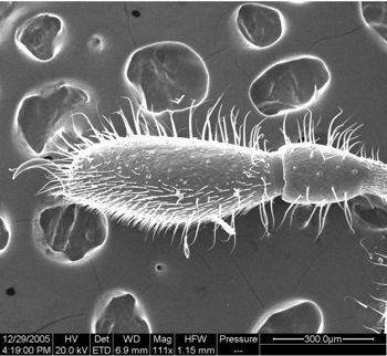 Media type: image;   Invertebrate Zoology 134654
